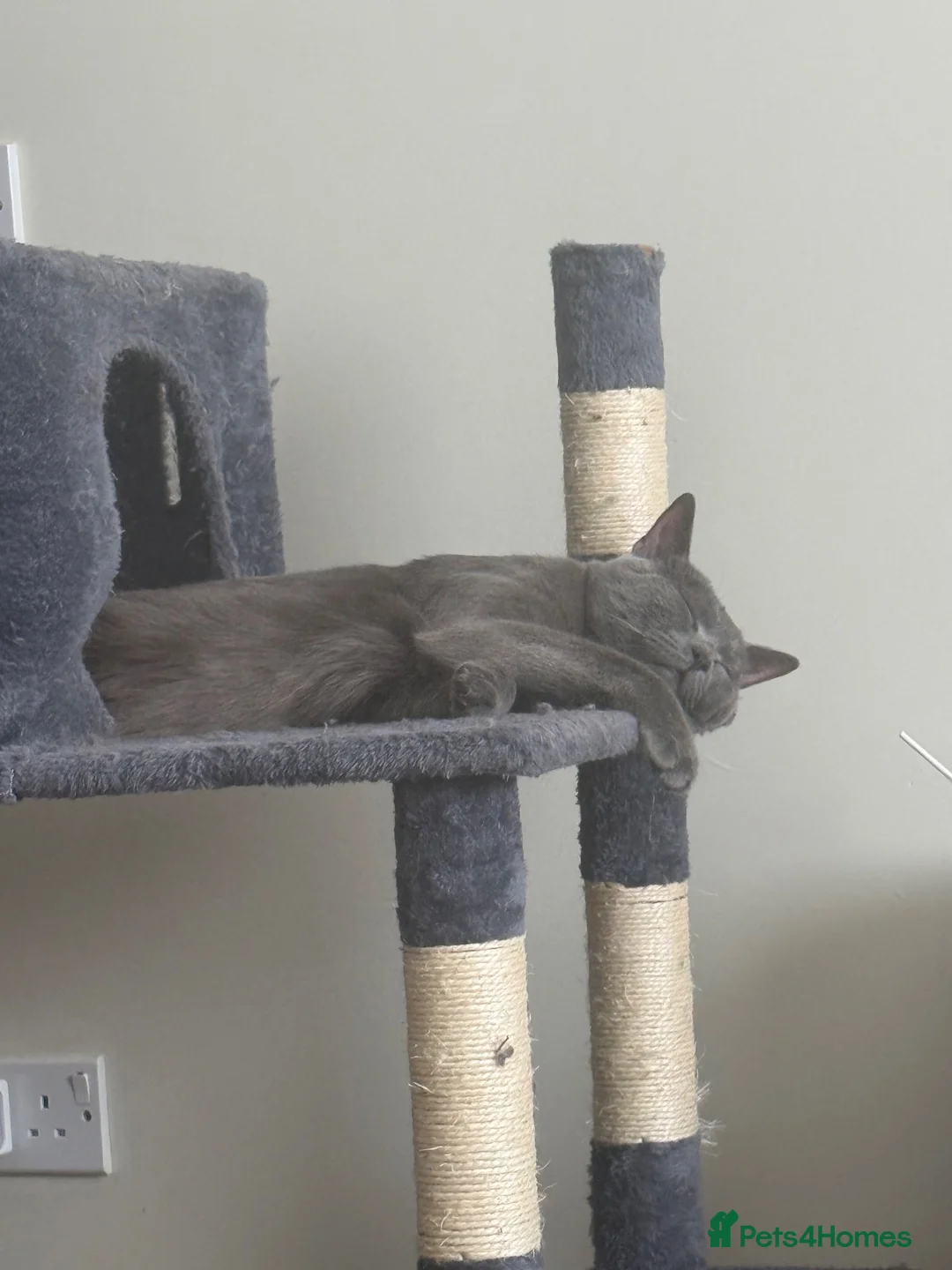 British Shorthair cats for sale: Lovely Male British Shorthair - Advert 6