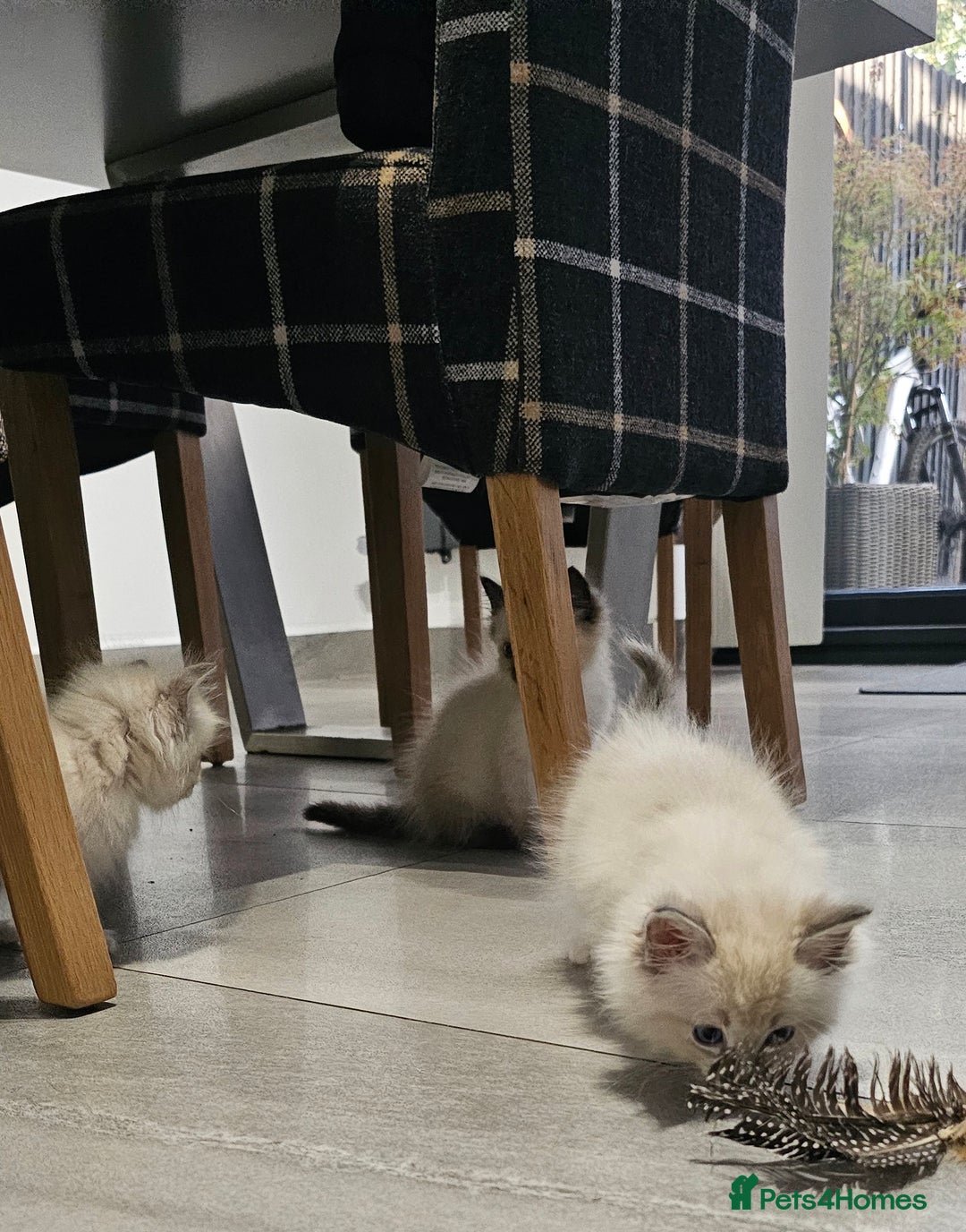 Ragdoll cats for sale: Stunning ragdoll kittens  - Image 21