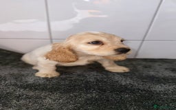 Cocker Spaniel dogs for sale: 6 stunning show type cocker spaniels  - Image 25