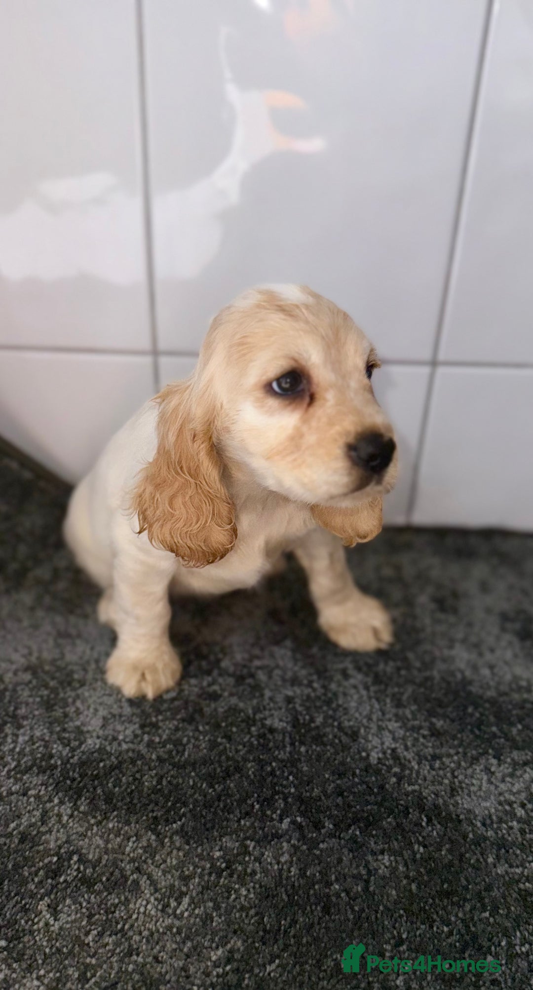 Cocker Spaniel dogs for sale: 6 stunning show type cocker spaniels  - Image 25