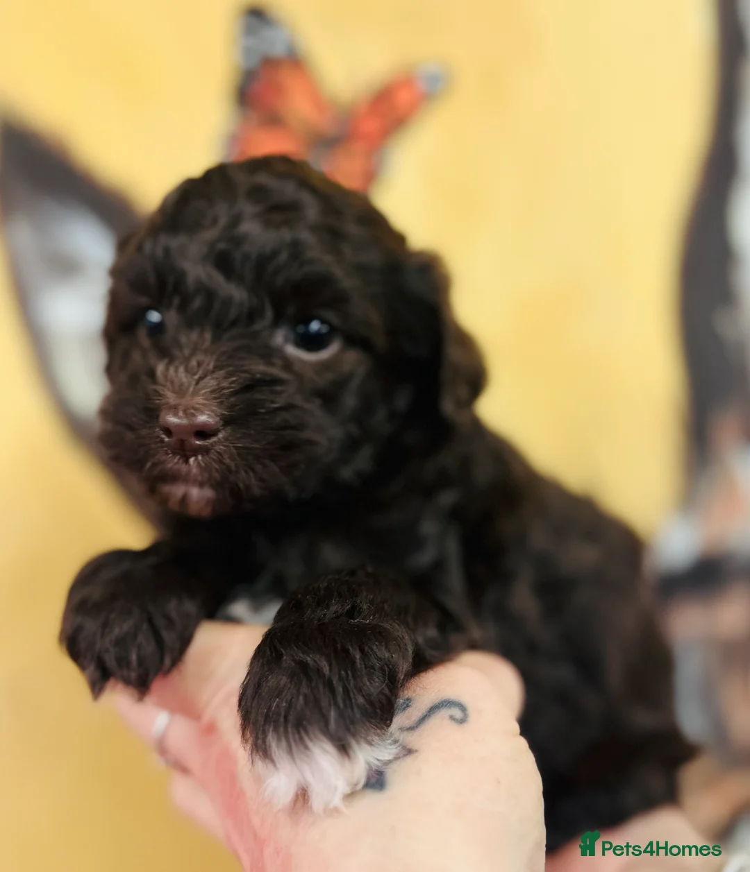 Mixed Breed dogs for sale: Powderpuff poos  - Advert 5