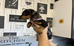 Miniature Dachshund dogs for sale: Beautiful dachshund Merle puppies male & female - Image 8