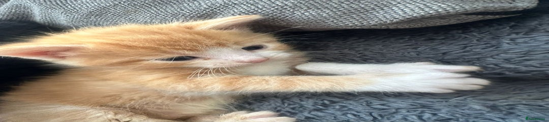 British Longhair Kitten 5