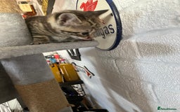 Mixed Breed cats for sale: 3 beautiful kittens  - Image 7