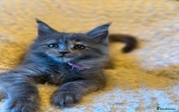 Maine Coon cats for sale: TICA Ginger, Red & Blue Tortie Maine Coon  - Image 9
