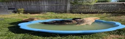 Ducks poultry for sale: 3 Female, 1 Drake Indian Runner Ducks in Cheltenham - Advert 5