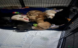 Mixed Breed dogs for sale: Gorgeous pups for sale - Image 6