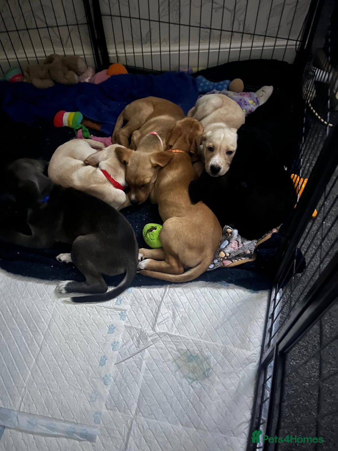 Mixed Breed dogs for sale: Gorgeous pups for sale - Image 6