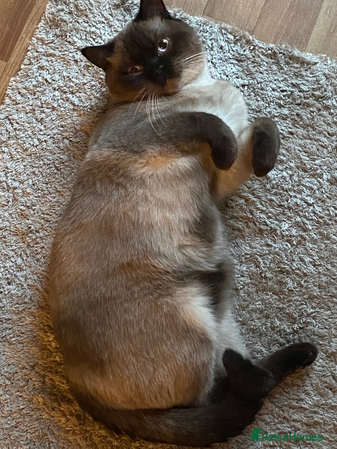 British Shorthair cats for sale: Seal Colourpoint British Shorthairs Duke&Darcey - Advert 4