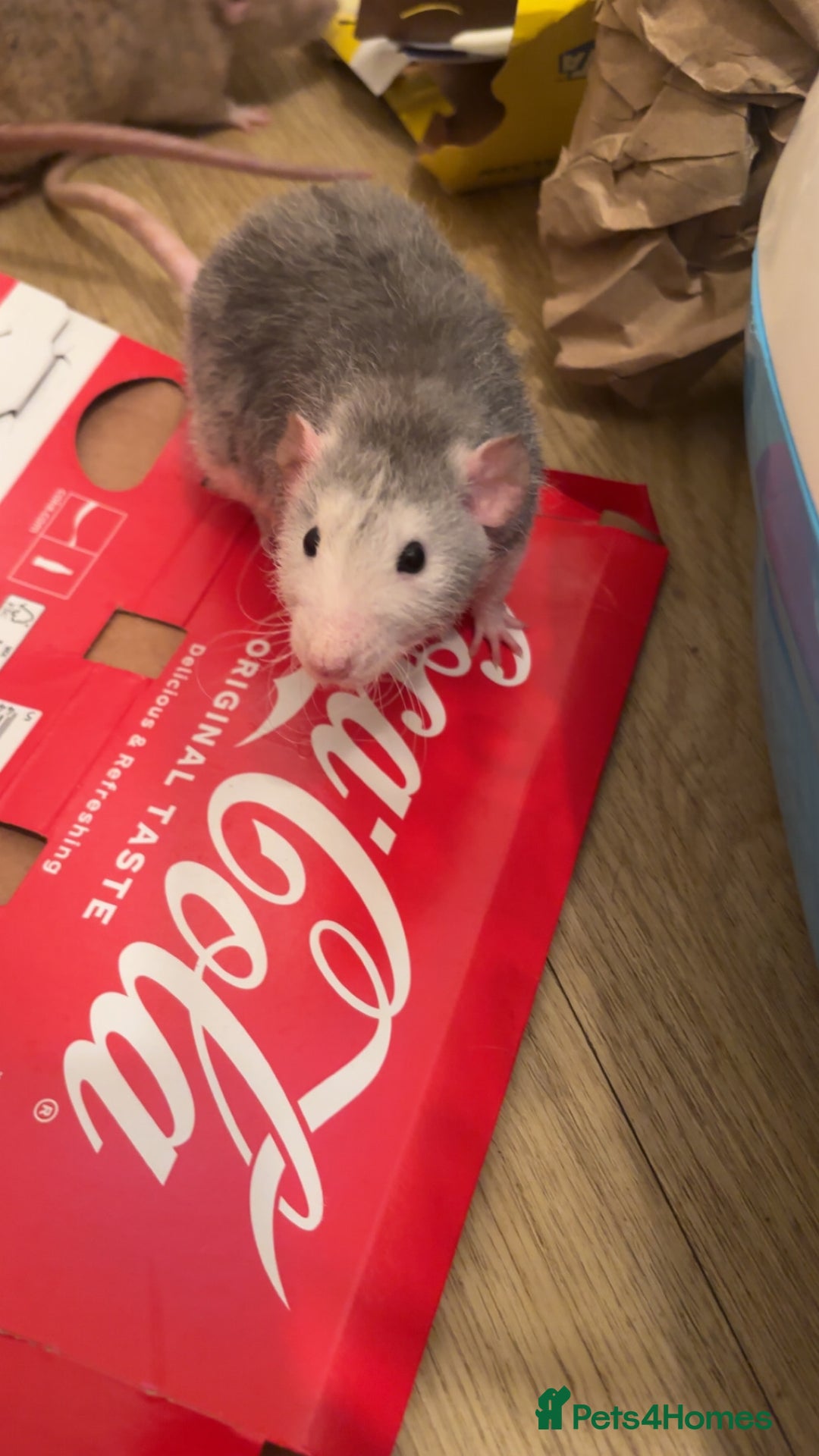 Rat rodents for sale: 3 male rats and massive amount of accessories  - Image 9