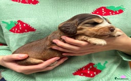 Cocker Spaniel dogs for sale: KC Show Cocker Spaniel Pups DNA health Simbawood  - Image 14