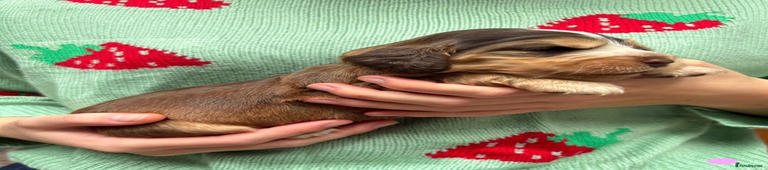 Cocker Spaniel Puppy 4