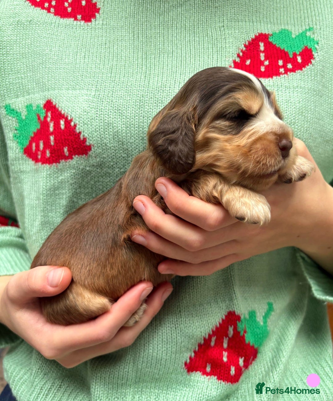 Cocker Spaniel dogs for sale: KC Show Cocker Spaniel Pups DNA health Simbawood  - Image 14