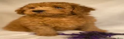 Cavapoo dogs for sale: F1B Cavapoo exquisite heath test boutique breeder  - Advert 17