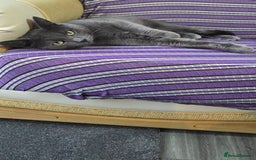 Mixed Breed cats for sale: Two Loving Cats Looking for a Forever Home  - Advert 3