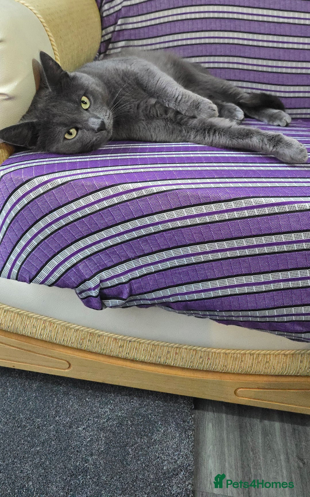 Mixed Breed cats for sale: Two Loving Cats Looking for a Forever Home  - Advert 3