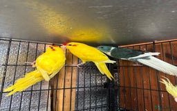 Parrots birds for sale: Beautiful Adorable Kakariki Talking Parrots - Image 19