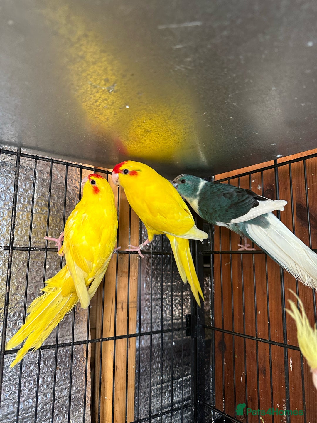 Parrots birds for sale: Beautiful Adorable Kakariki Talking Parrots - Image 19