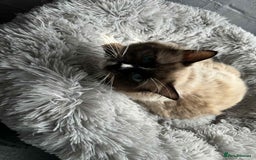Ragdoll cats for sale: Male ragdoll  - Image 1