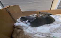 Ragdoll cats for sale: 3 beautiful ragdoll cross Persian kittens - Advert 2