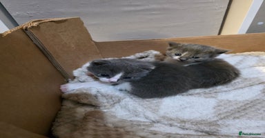 Ragdoll cats 3 beautiful ragdoll cross Persian kittens - Advert 13