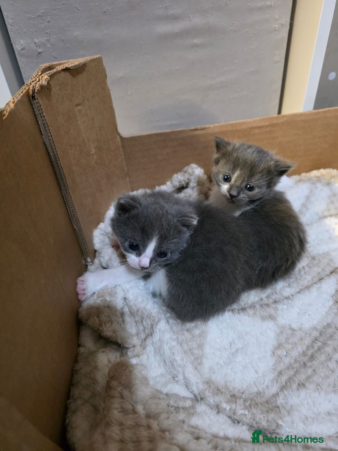 Ragdoll cats for sale: 3 beautiful ragdoll cross Persian kittens - Advert 2