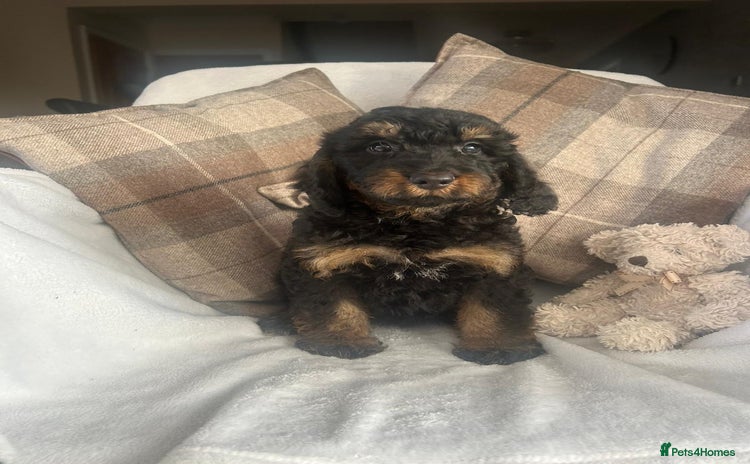 Cockapoo dogs - Advert 4