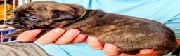 Staffordshire Bull Terrier dogs for sale: ExceptionalStaffordshire bull Terrier Puppies - Advert 5
