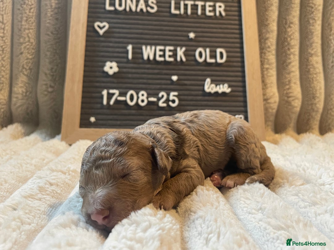 Cockapoo dogs for sale: F1bb Cockapoo puppies - Image 10
