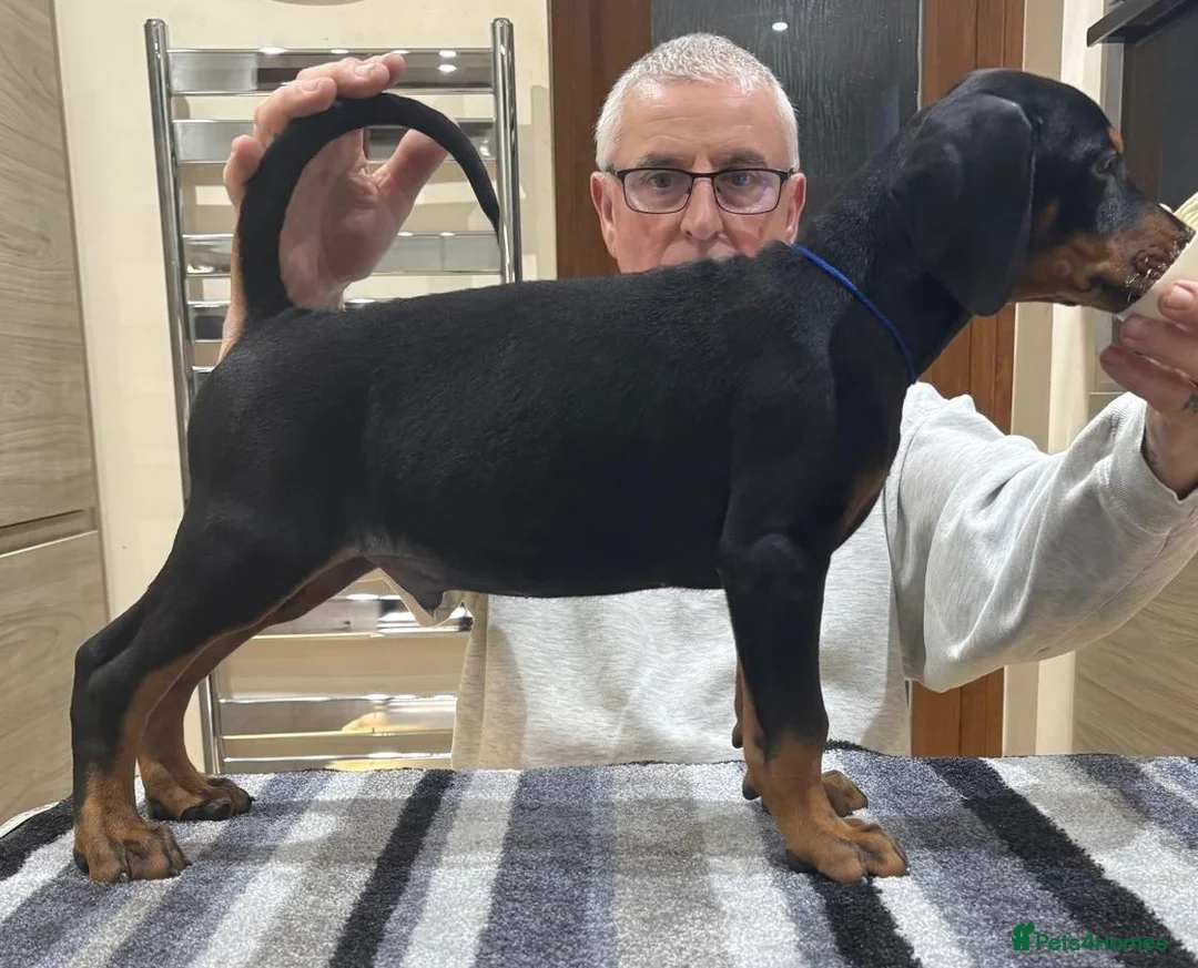 Dobermann dogs for sale: Dobermann Puppies For Sale - Advert 1