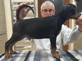 Dobermann dogs Dobermann Puppies For Sale - Advert 2