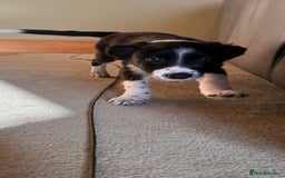 Mixed Breed dogs for sale: Border Collie Cross Pups - Image 7