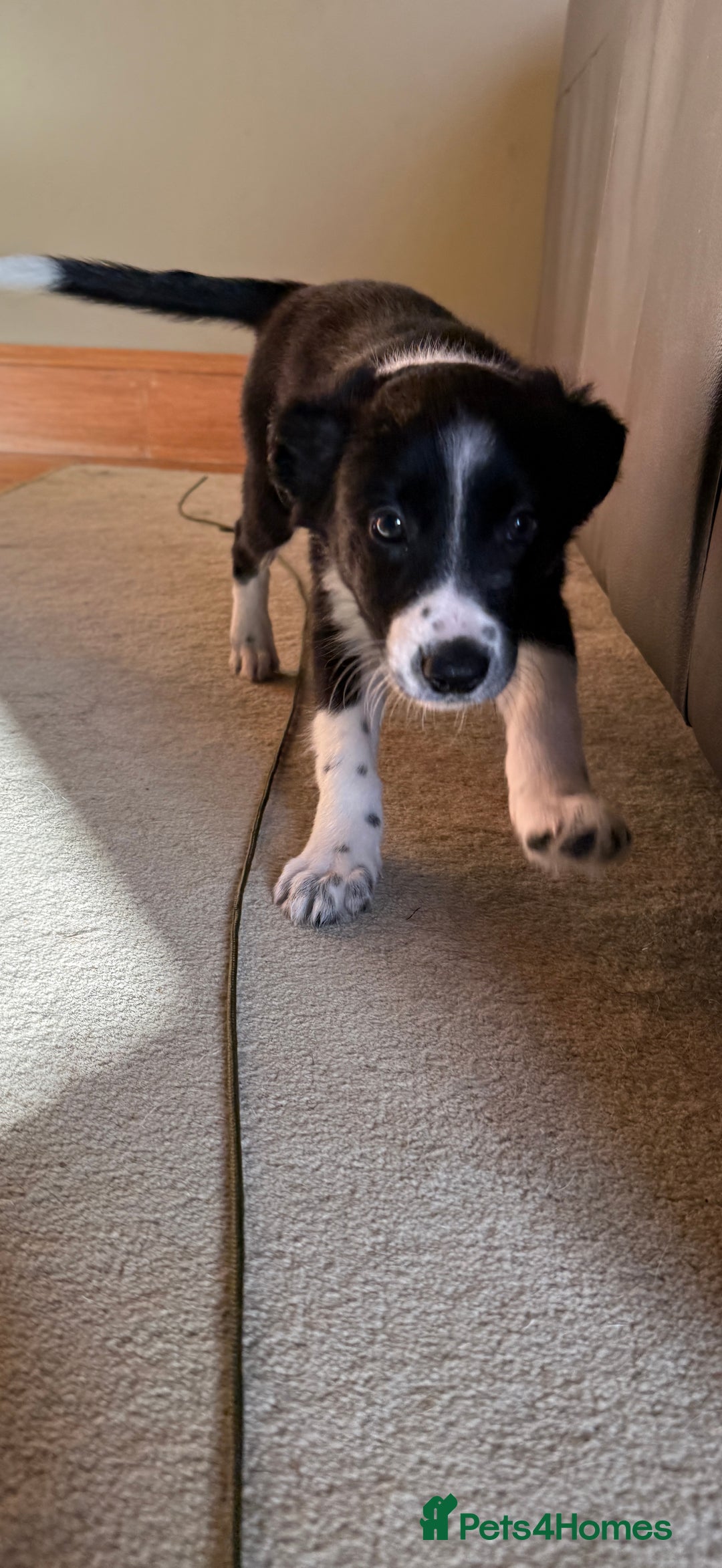Mixed Breed dogs for sale: Border Collie Cross Pups - Image 7