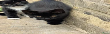 Mixed Breed Kitten 1