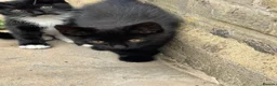 Mixed Breed cats for sale: 🐾 Beautiful  Black Kittens Looking for Homes  - Advert 4