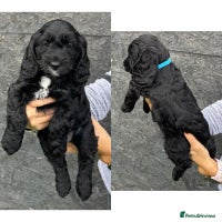 Cockapoo dogs - Advert 3
