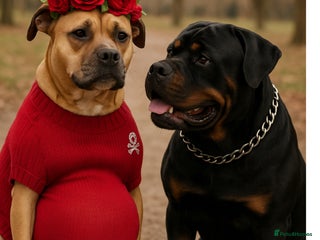 Mixed Breed dogs Rottweiler x cane corso - Advert 1