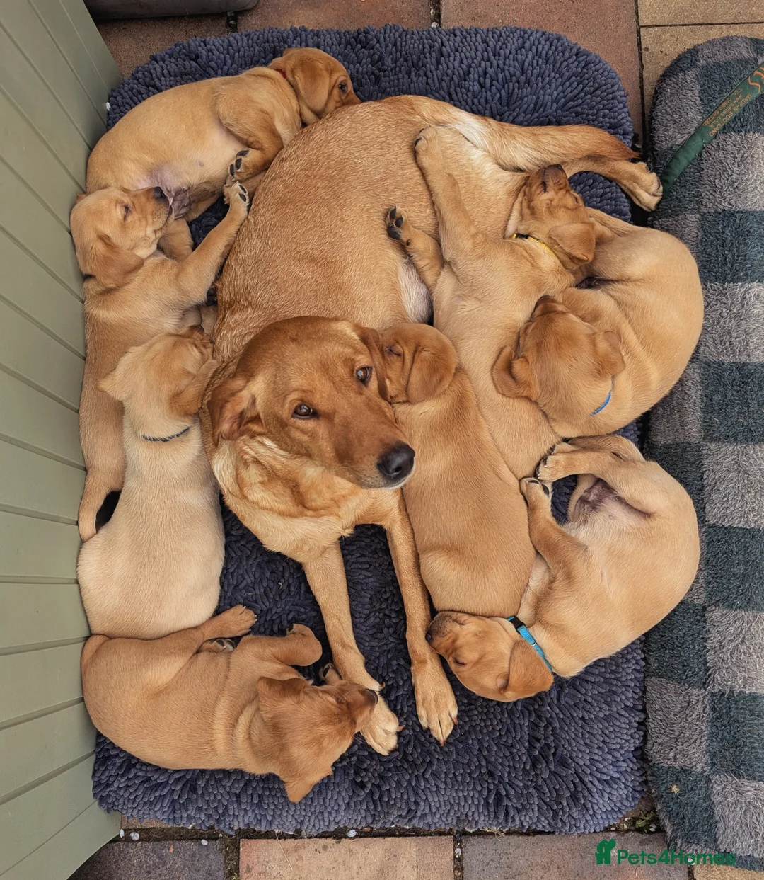 Labrador Retriever dogs for sale: Labrador Litter born 3/3/26 - Advert 5