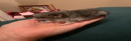 Chinchilla rodents for sale: Baby chinchillas!  - Advert 6