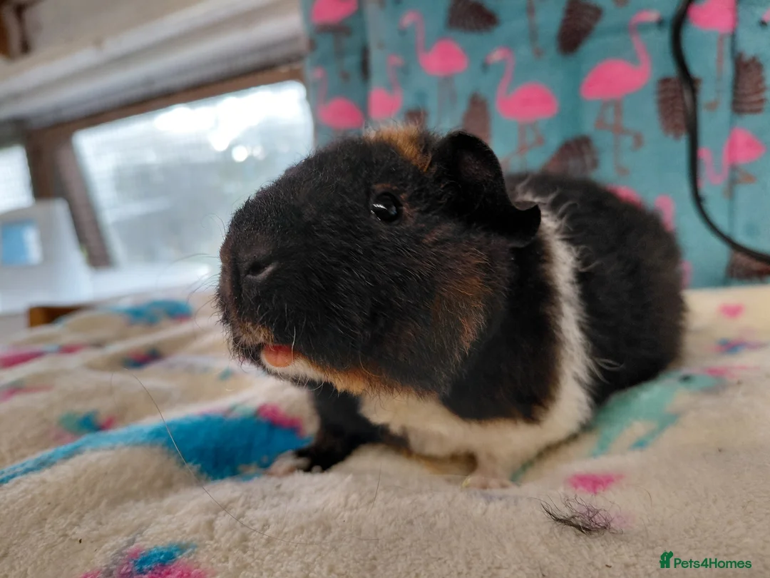 Guinea Pig rodents for sale: Baby Longhaired Boars /Merino/ Teddy/Goldens  - Advert 12