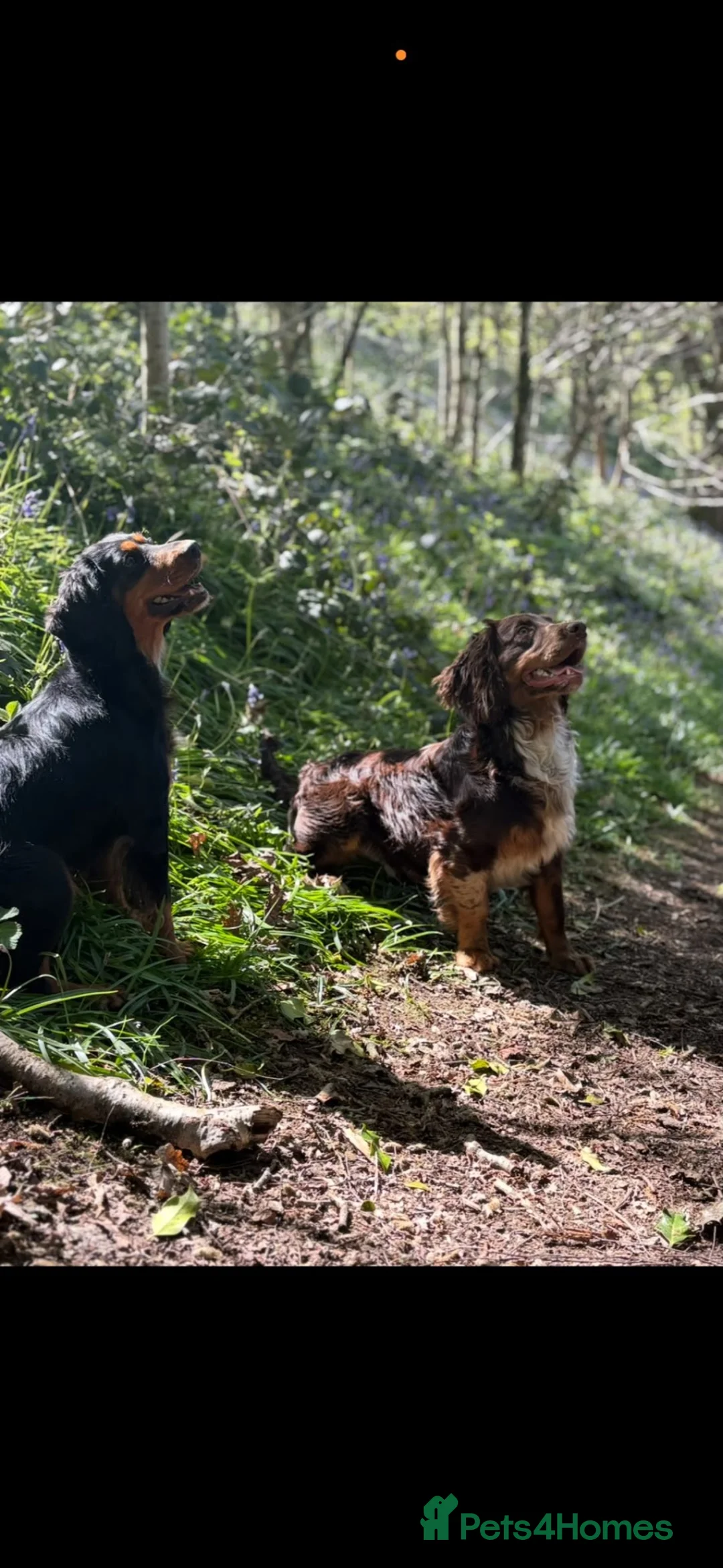 Cocker Spaniel dogs for sale: **MERLE** cocker spaniel puppies READY TO GO!!  - Advert 40