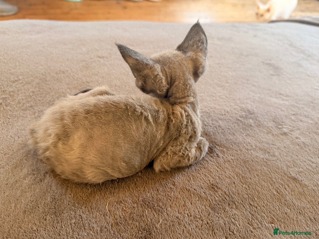 Devon Rex cats for sale: 3 gorgeous Devon Rex kittens - Advert 12