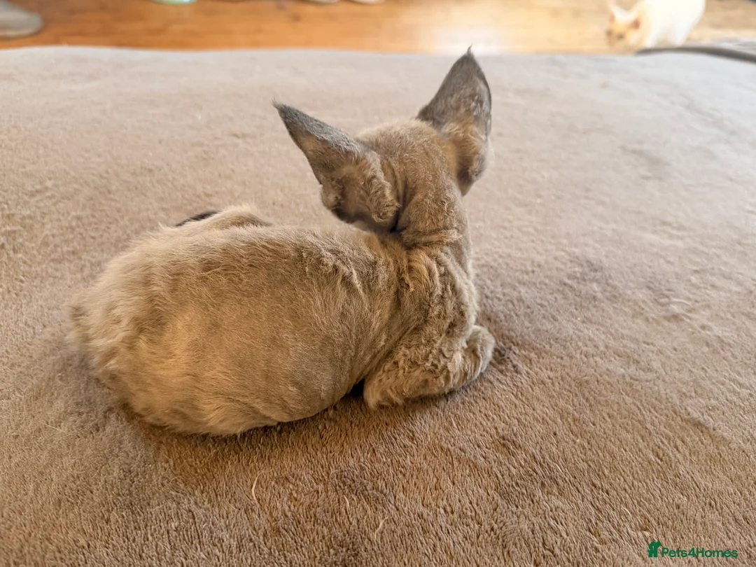 Devon Rex cats for sale: LAST KITTEN READY TO LEAVE - Advert 13