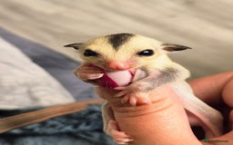 Sugar Glider rodents for sale: 4 baby sugar gliders ready 13th sept  - Image 3