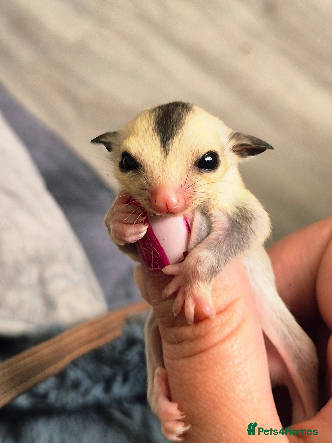 Sugar Glider rodents for sale: 4 baby sugar gliders ready 13th sept  - Image 3
