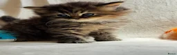 Persian cats for sale:     Stunning Pure Persian Kittens – Ready Soon in Northampton - Advert 9