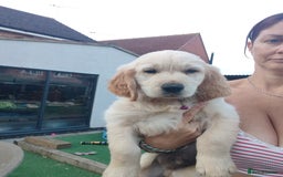 Golden Retriever dogs for sale: Golden retriever chunky pups  - Image 13