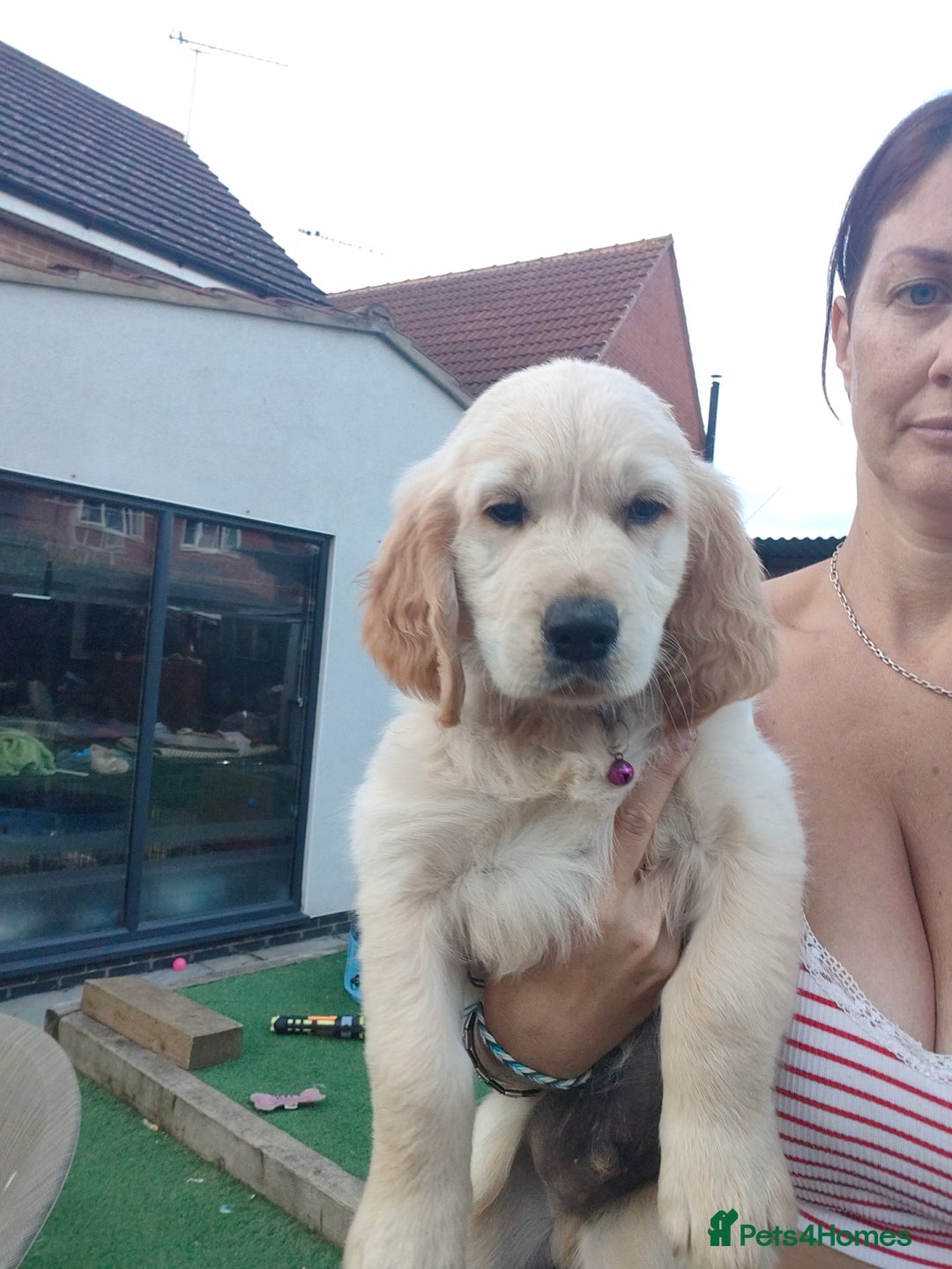 Golden Retriever dogs for sale: Golden retriever chunky pups  - Image 13