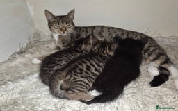 British Shorthair cats for sale: Two female shorthair kittens - must go together - Image 9