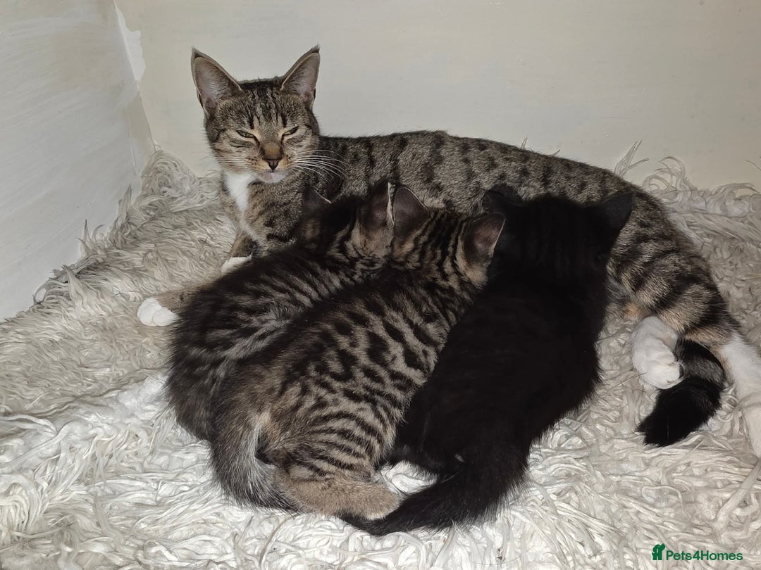 British Shorthair cats for sale: Two female shorthair kittens - must go together - Image 9